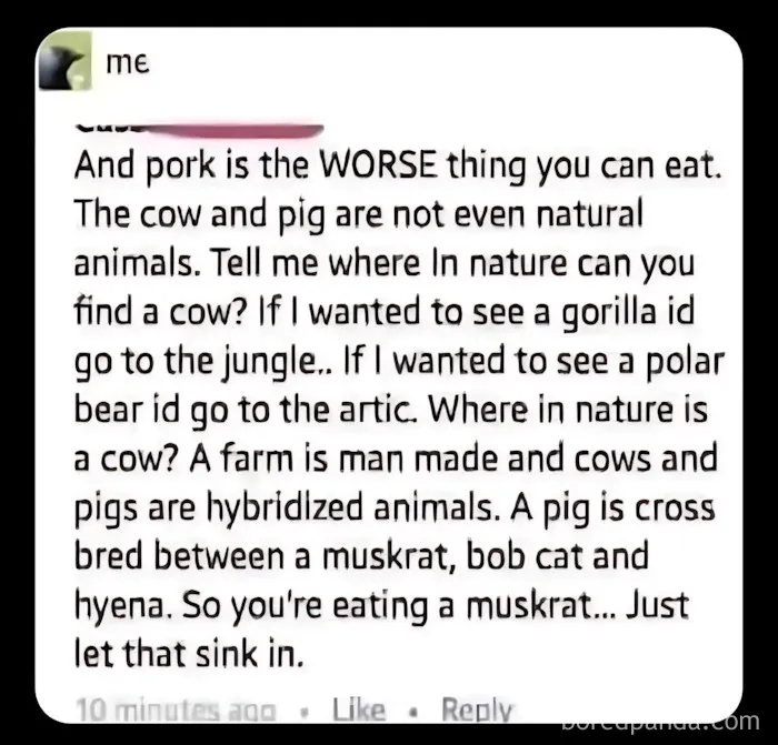 [whispers] No One Tell Them About Wild Boar