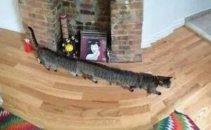 92 Spectacular Panoramic Photo Fails That Are Actually Better Than What Was Originally Intended
