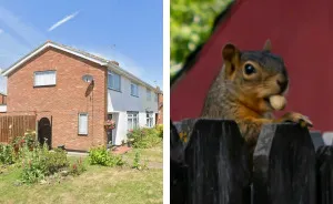 Neighbor Battle Over Ornamental Squirrel Results In Loser Facing Huge Court Bill