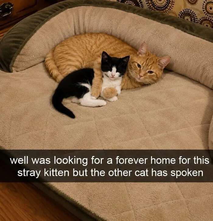 77 Confusing "Cats Out Of Context" Photos That Somehow Get Funnier The Longer You Look