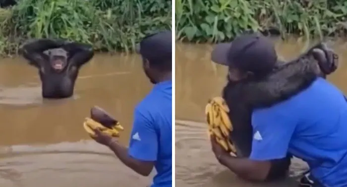 The Way This Chimp First Hugged His Caretaker Instead Of Taking Food And Smiled Shows A High Level Of Intelligence And Empathy This Non-Human Being Has
