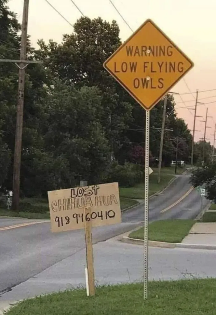 Owls