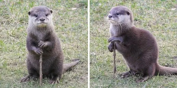 This Page Shared 25 New Pics Of Animals Which Turned Ordinary Situations Into Pure Comedy