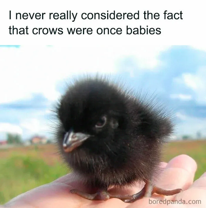 Grumpy Babies Apparently 