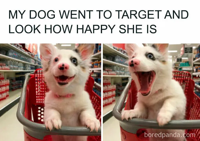 When Dog Is Happy Everybody Is Happy