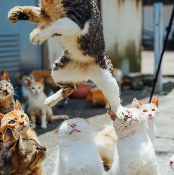 This Community Shared 50 Funny Animal Photos That Could Easily Win A Comedy Award