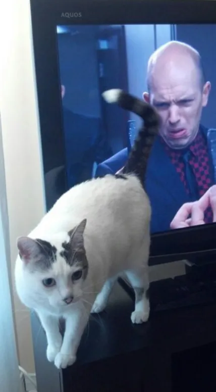 This Community Shared 50 Funny Animal Photos That Could Easily Win A Comedy Award