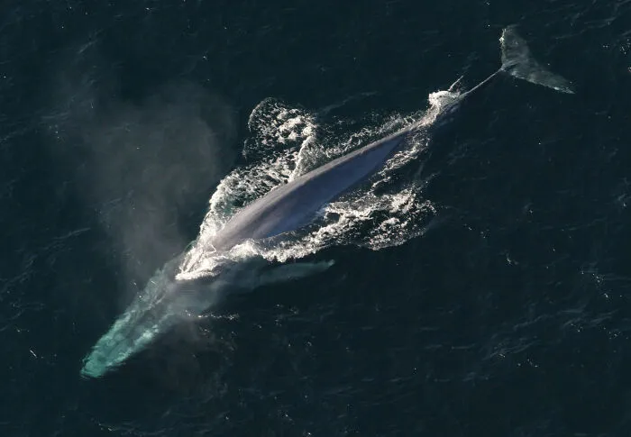 The Largest Animal Ever Recorded