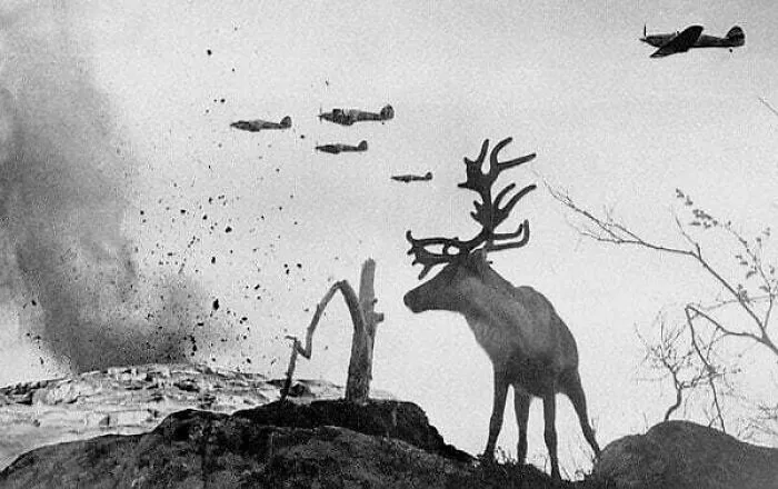 By Yevgeny Khaldei - A Shell Shocked Reindeer Looking On As World War II Planes Drop Bombs