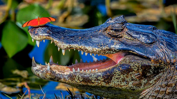Wildlife, 3rd Place: Beauty And Beast By Luiz Augusto Magina