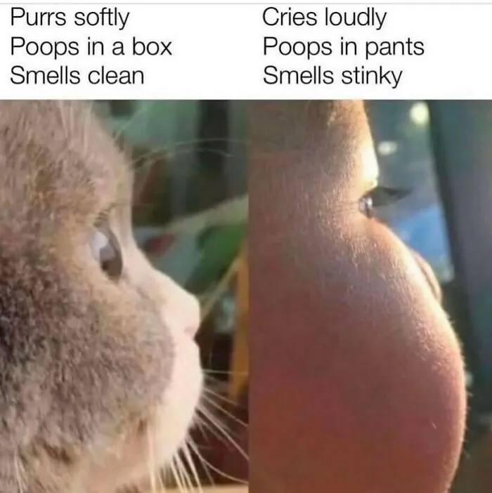 134 Memes That Make A Strong Case For Animals Being The Funniest Part Of The Internet