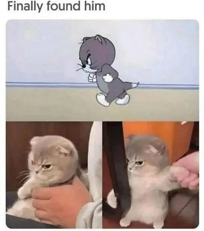 134 Memes That Make A Strong Case For Animals Being The Funniest Part Of The Internet