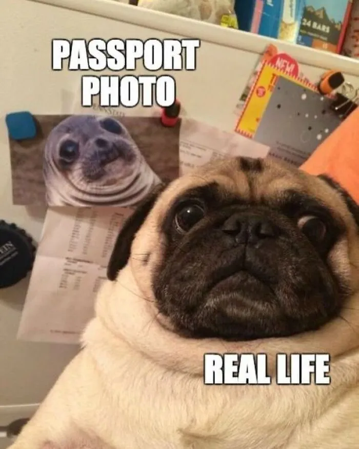 Travel Memes That Capture The Chaos Of Going On Vacation