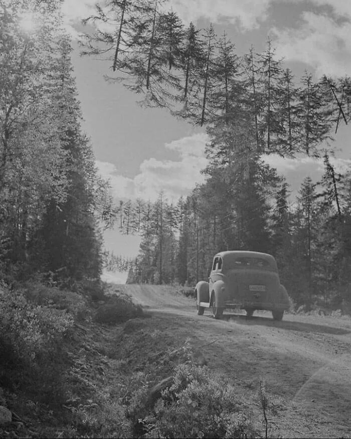 Camouflaged Road In Finland During Ww2. The Trees Are Hung Up With Rope So Enemy Watch Towers Don't See The Road. June 27, 1941