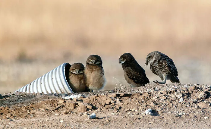 Birds, Honorable Mention: Chow Line By Craig Deman