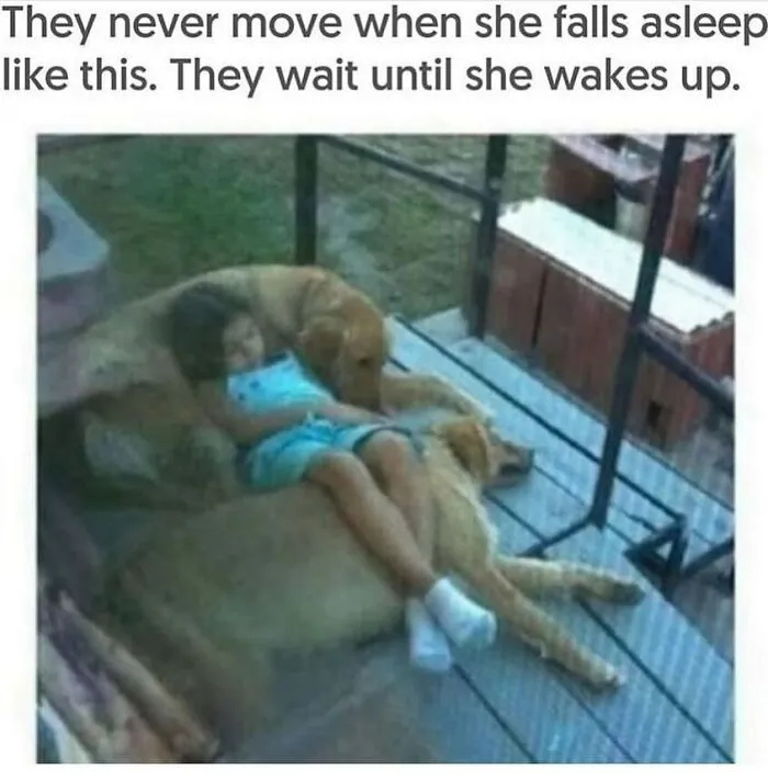134 Memes That Make A Strong Case For Animals Being The Funniest Part Of The Internet