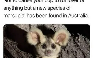 134 Memes That Make A Strong Case For Animals Being The Funniest Part Of The Internet