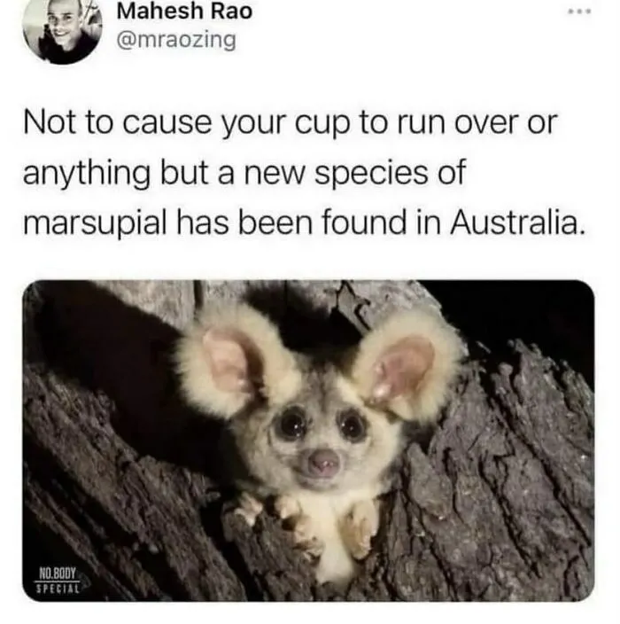 134 Memes That Make A Strong Case For Animals Being The Funniest Part Of The Internet
