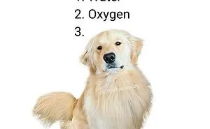 134 Memes That Make A Strong Case For Animals Being The Funniest Part Of The Internet