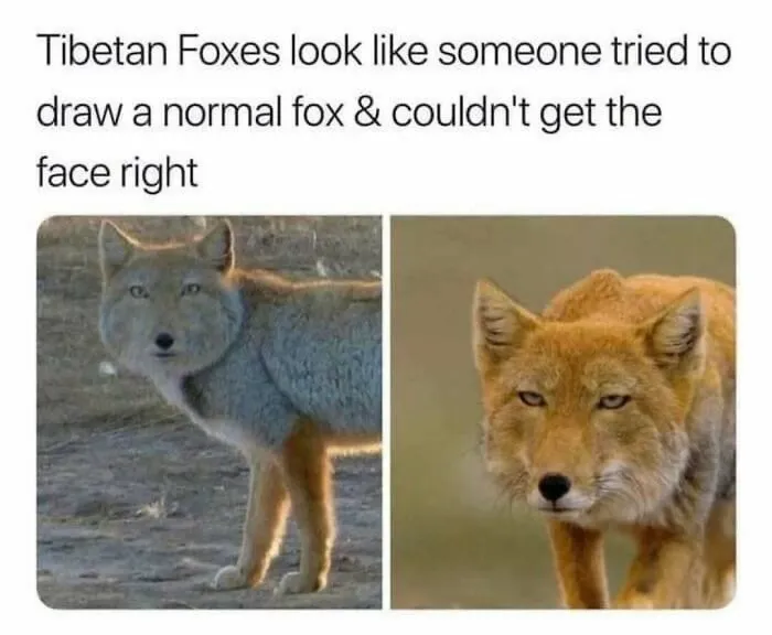79 Funny Animal Memes To Turn Your Day Around