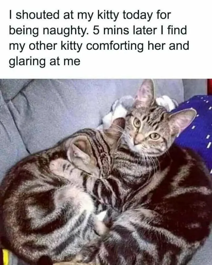79 Funny Animal Memes To Turn Your Day Around