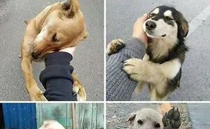 79 Funny Animal Memes To Turn Your Day Around