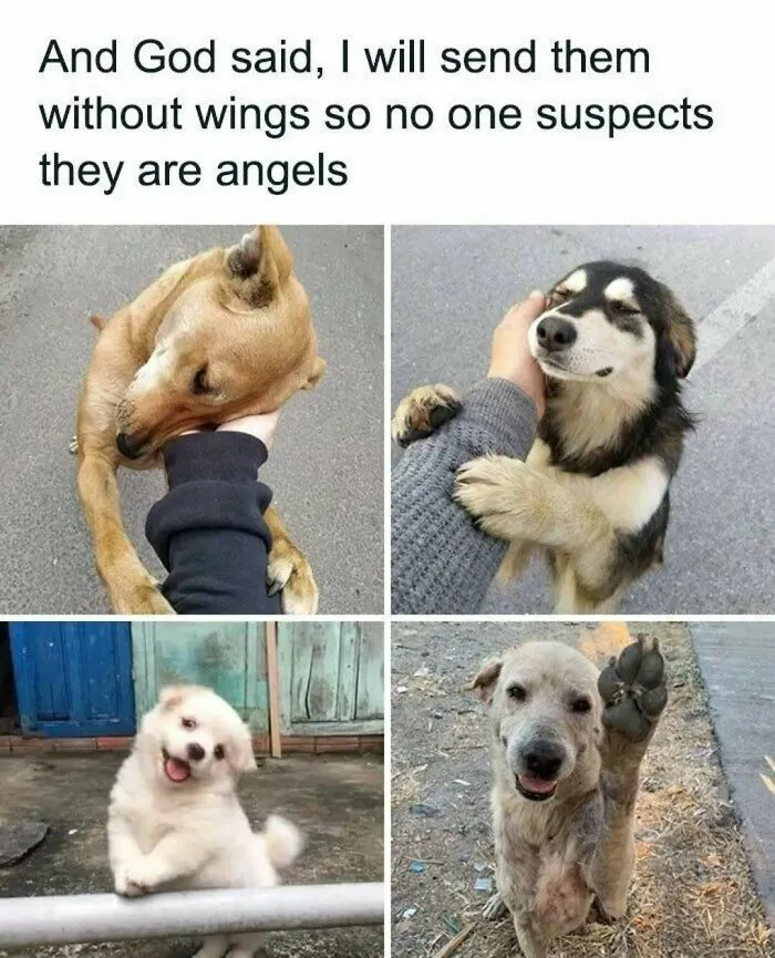 79 Funny Animal Memes To Turn Your Day Around
