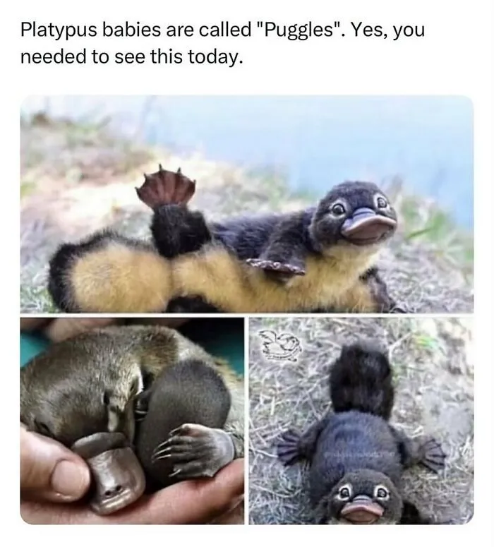 134 Memes That Make A Strong Case For Animals Being The Funniest Part Of The Internet
