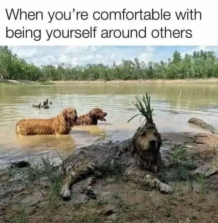 79 Funny Animal Memes To Turn Your Day Around