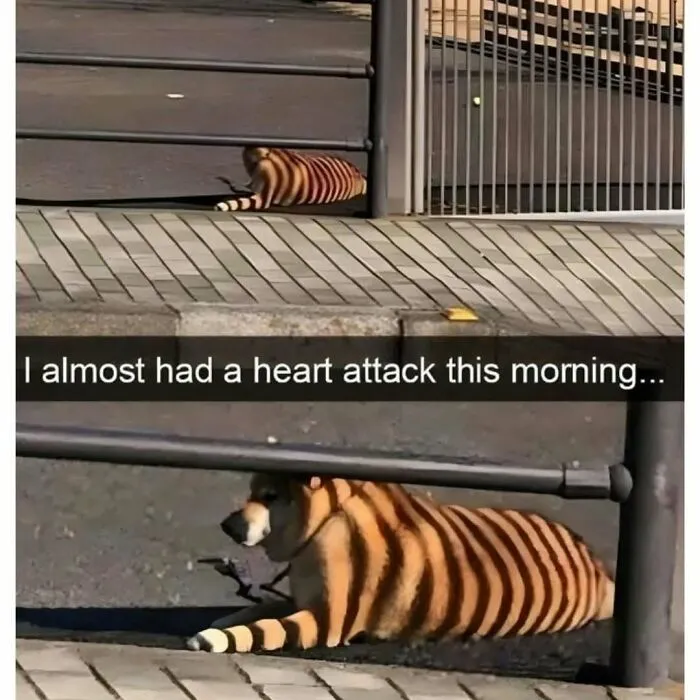 79 Funny Animal Memes To Turn Your Day Around