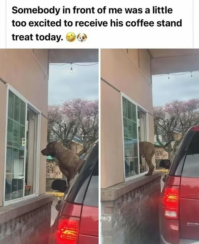 79 Funny Animal Memes To Turn Your Day Around