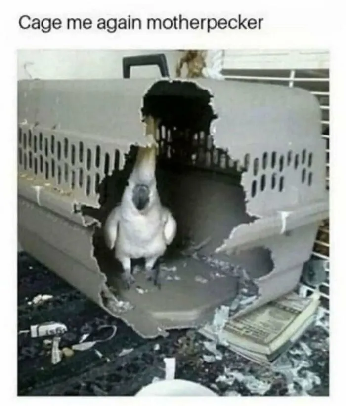 79 Funny Animal Memes To Turn Your Day Around