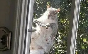 79 Funny Animal Memes To Turn Your Day Around