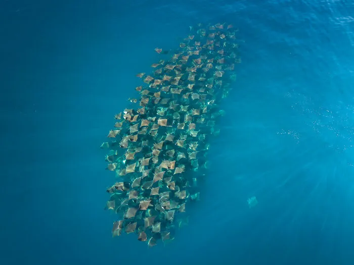 Aerial / Drone, Honorable Mention: Mobula Ballet In Baja Waters By Colas Decloitre