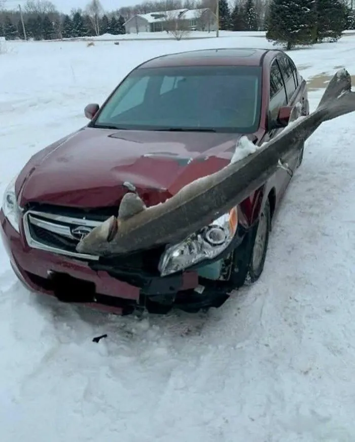 A cursed image of a large fish impaled through the front of a red car, stuck in the snow.