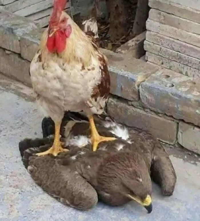 81 Images That Are So Unhinged They Might Actually Be Cursed But They’re Still Funny (New Pics)