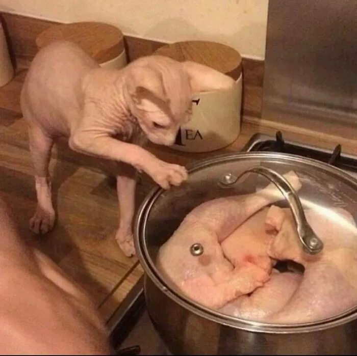81 Images That Are So Unhinged They Might Actually Be Cursed But They’re Still Funny (New Pics)