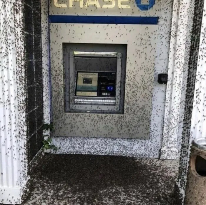 A Chase ATM covered in a swarm of flying insects, a truly cursed image.