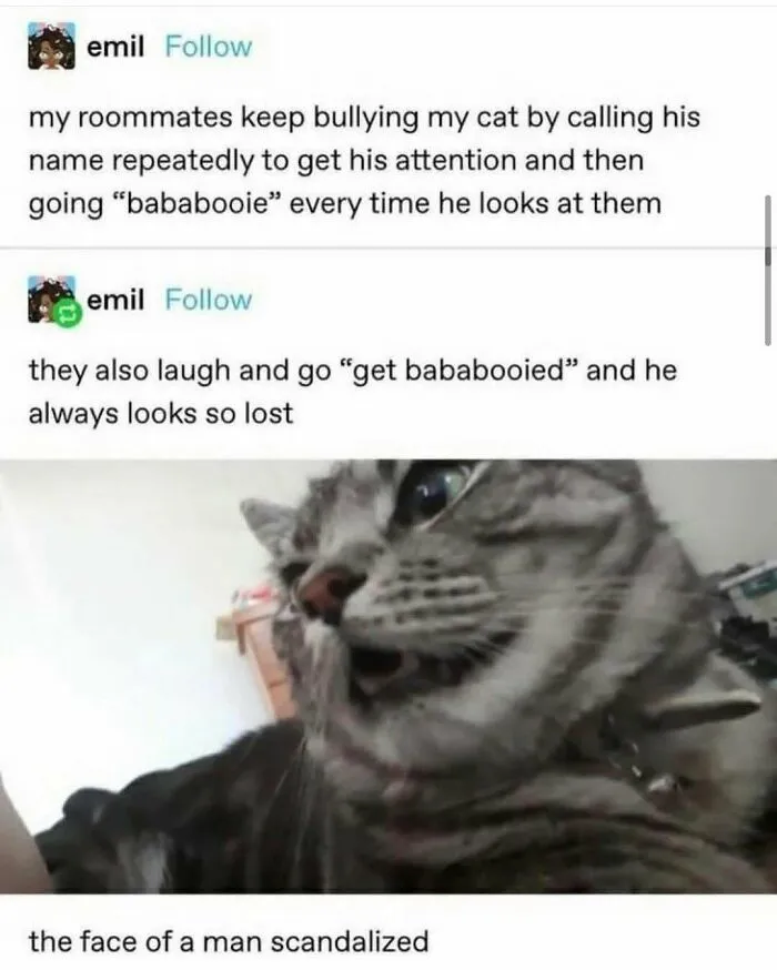 Funny Tumblr post showing a cat looking scandalized by roommates repeatedly saying 'bababooie'.