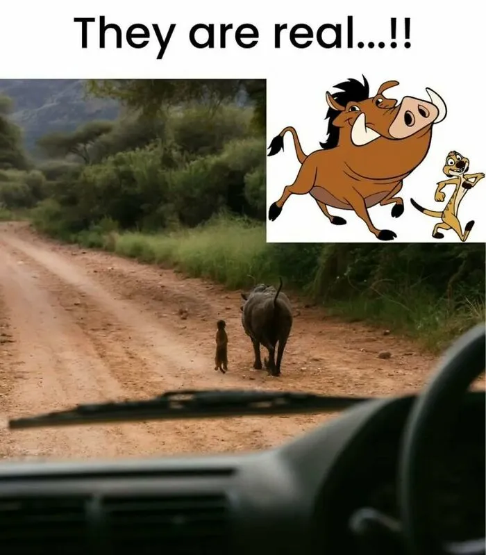 79 Funny Animal Memes To Turn Your Day Around