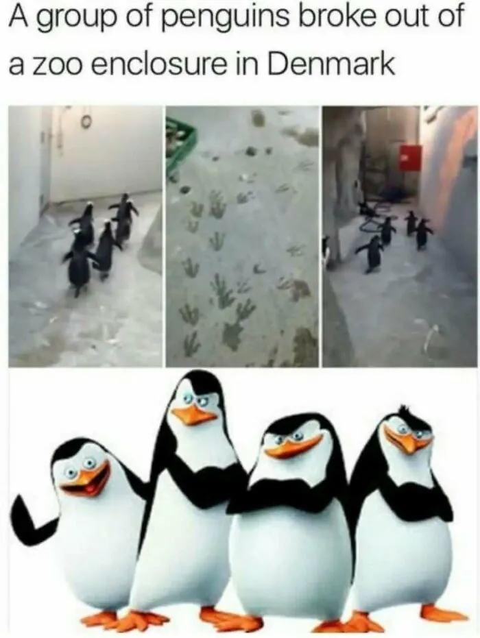 79 Funny Animal Memes To Turn Your Day Around