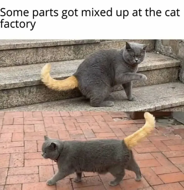 79 Funny Animal Memes To Turn Your Day Around