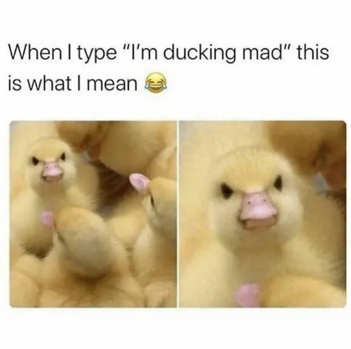79 Funny Animal Memes To Turn Your Day Around