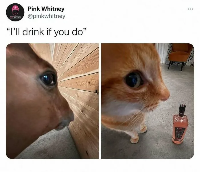 Funny-Memes-Pics