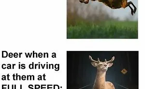 79 Funny Animal Memes To Turn Your Day Around