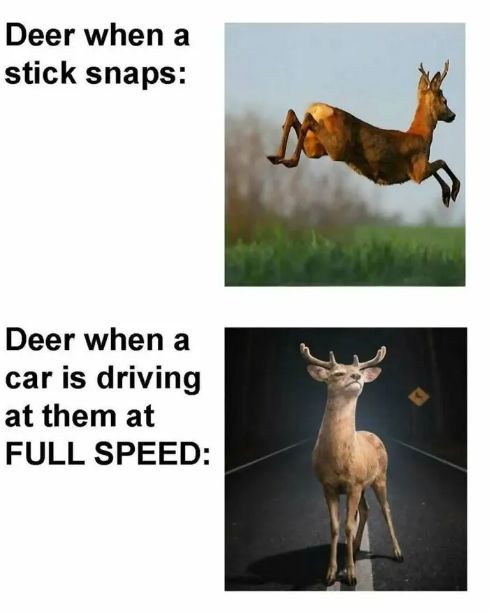 Funny-Silly-Animal-Memes