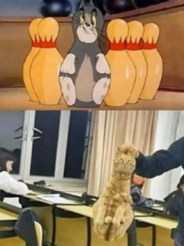 Funny-Silly-Animal-Memes