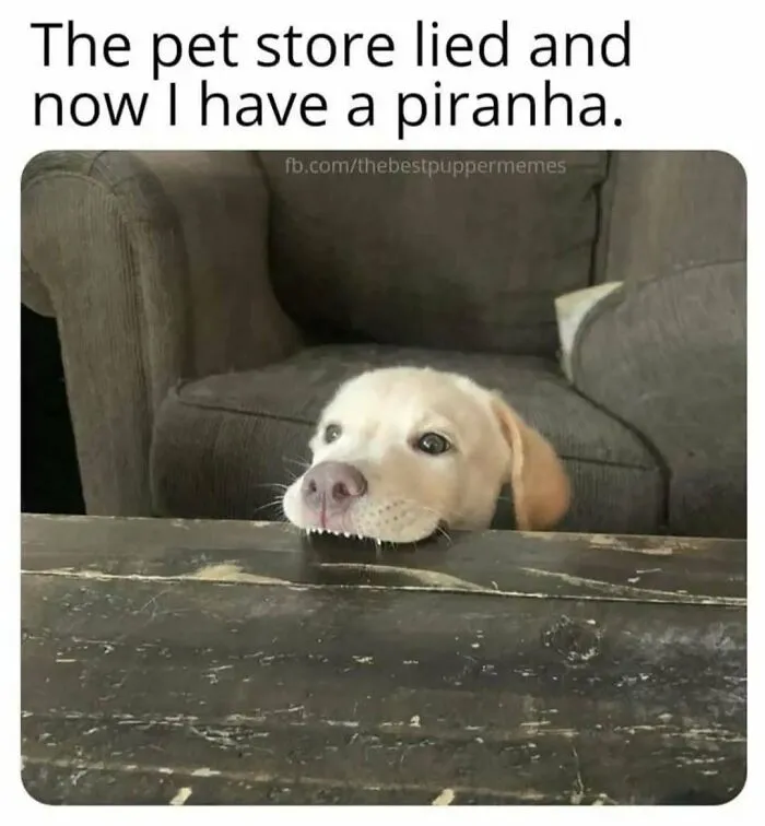 79 Funny Animal Memes To Turn Your Day Around