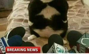 79 Funny Animal Memes To Turn Your Day Around