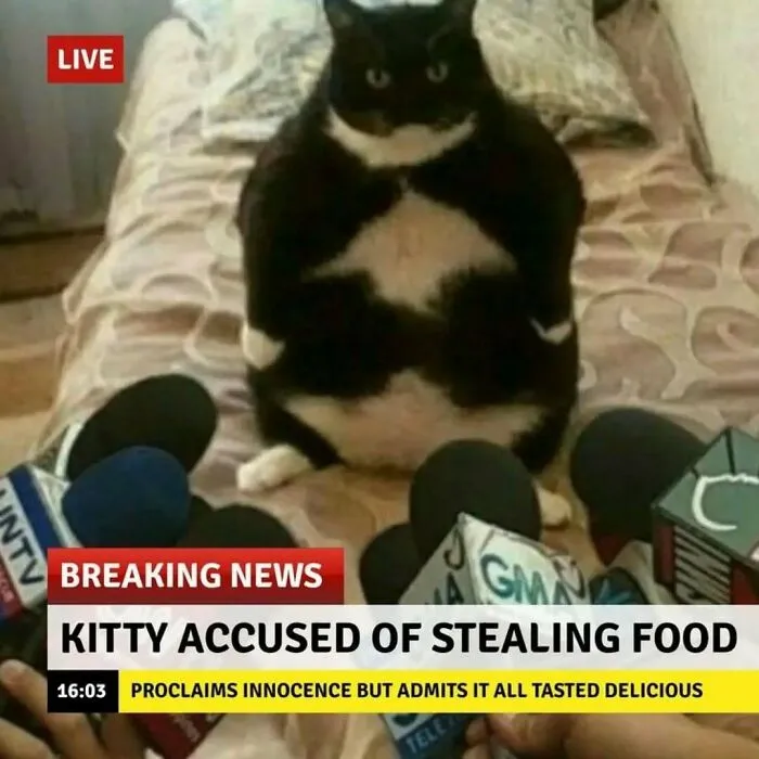 Funny-Silly-Animal-Memes